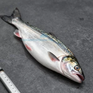 Fish Fabrique Nouvelle: Расписание Fish Fabrique Nouvelle
