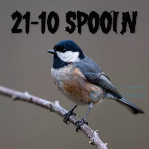 Птичка начирикала: 31.10 SPOOKY
